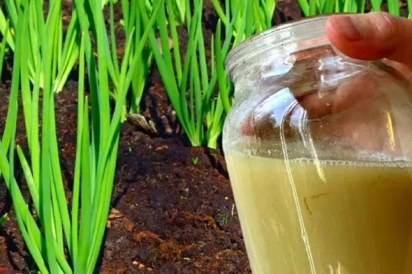 дрожжевая подкормка с травой для лука шекспир