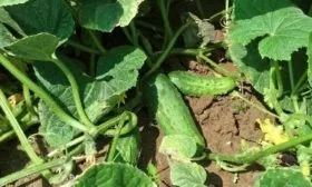 выращивание зеленцов