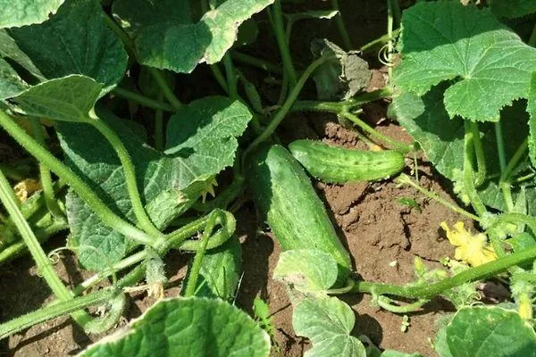 выращивание зеленцов