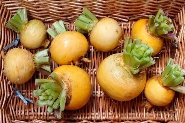 урожай репы Луна