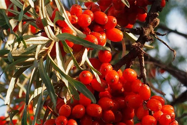 Дюймовочка 2