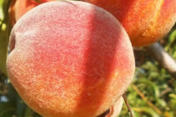 Персики в разрезе