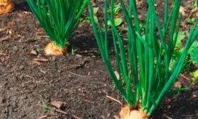 Нюансы ухода за луком Квочка