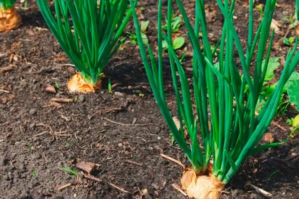 Нюансы ухода за луком Квочка