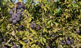 Внешний вид дерева