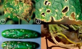 Устойчивость к заболеваниям и вредителям