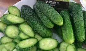 Назначение и вкусовые качества плодов