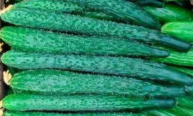 огурцы сорта Аллигатор