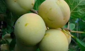 Есть ли отличия от Медовой белой