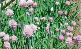 Лук богемия