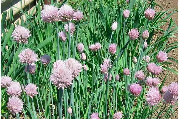 Лук богемия