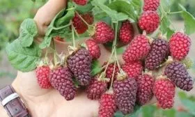 ежемалина Логанберри