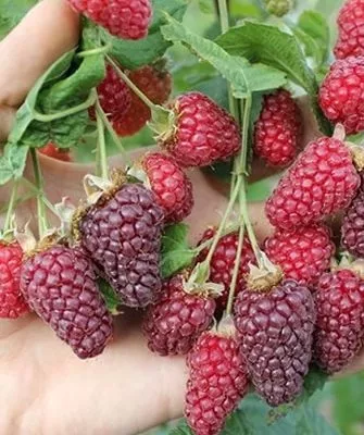 ежемалина Логанберри