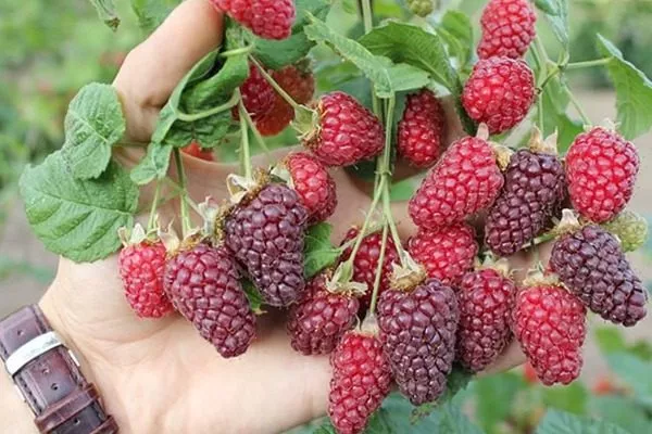 ежемалина Логанберри