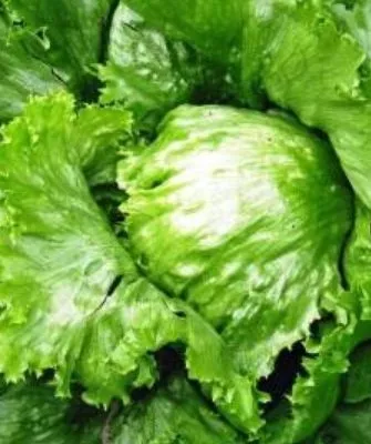 Хрустик кочан