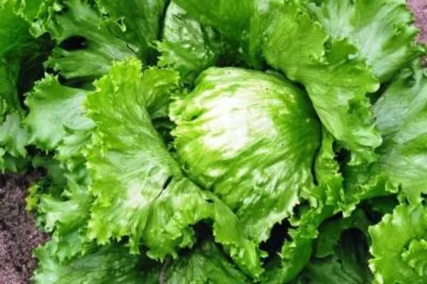 Хрустик кочан