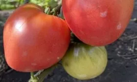 Фиделио, аналог Фатимы