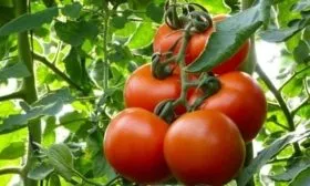 особенности помидоров Феня