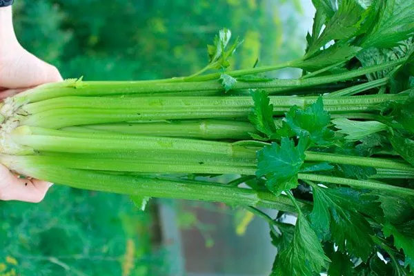 Размеры и структура стеблей, листьев и корнеплодов