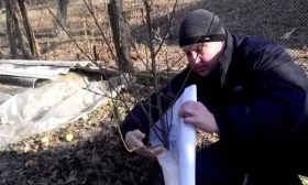 Готовим деревце к зиме