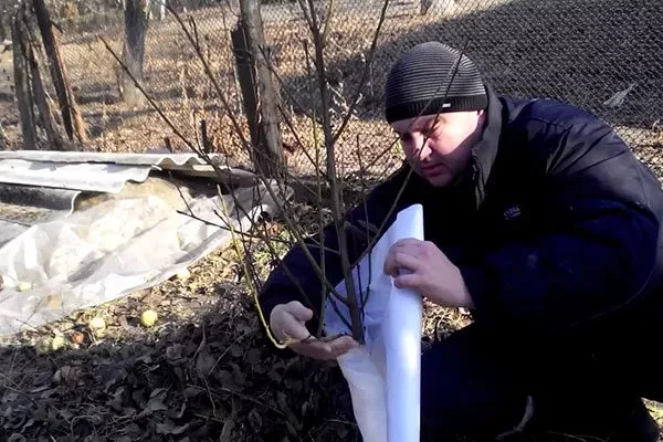 Готовим деревце к зиме