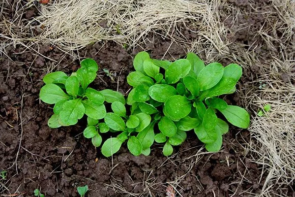 Характеристики