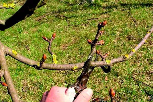 Сроки и методы обрезки