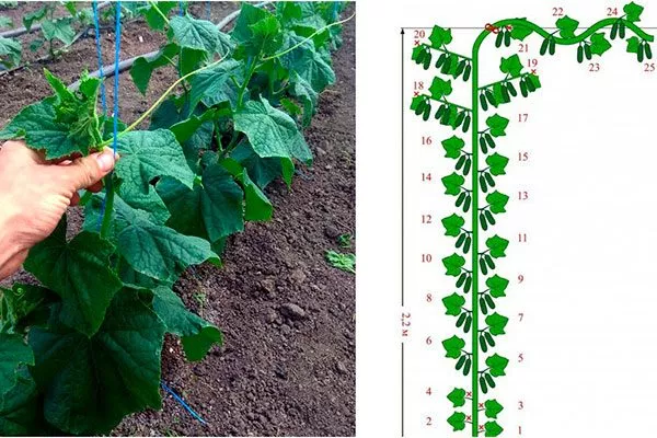 Формирование огурцов
