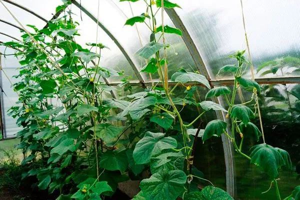 Формирование растений