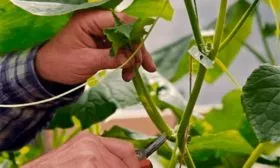 формировка