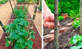 Формировка, подвязка