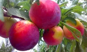 Урожайность сорта