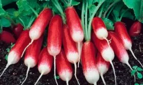 francuzskij-zavtrak-2