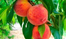 Урожайность