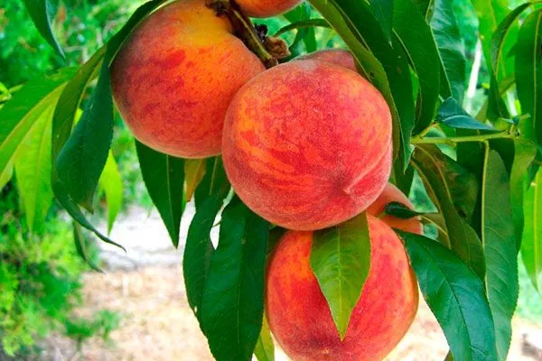 Урожайность