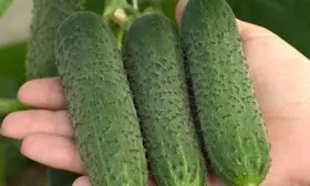 Характеристика плодов