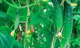 Внешние показатели растения и зеленцов