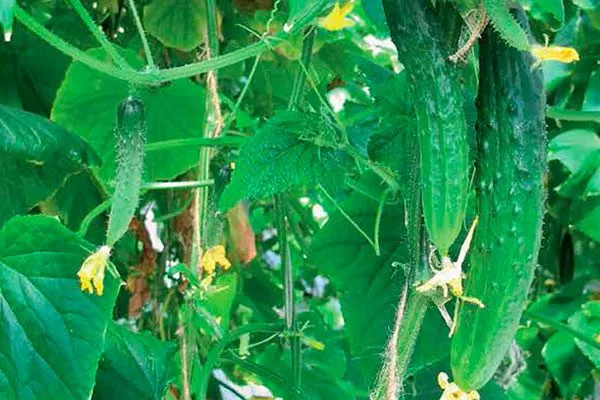 Внешние показатели растения и зеленцов