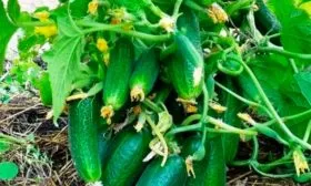 Когда созревает, урожайность