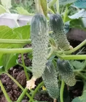 куст Героя