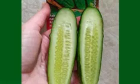 Вкус плодов и их назначение