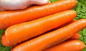 корнеплоды Голландской