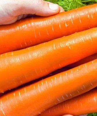 корнеплоды Голландской