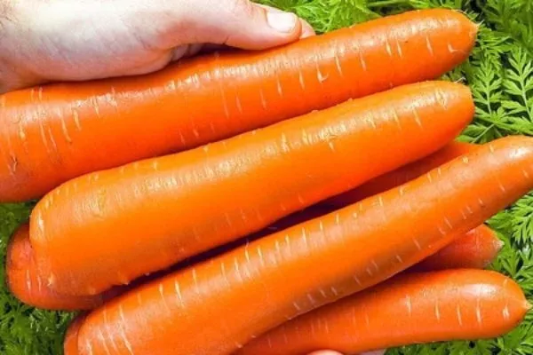 корнеплоды Голландской