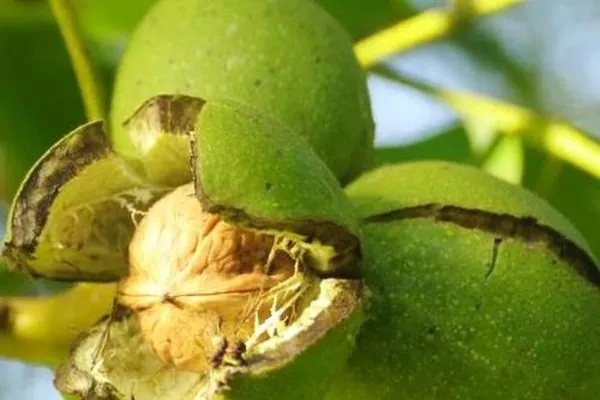 грецкий орех Астаховский