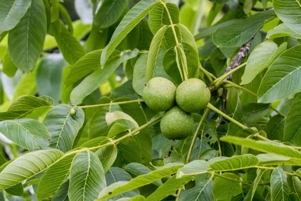 дерево сорта Астаховский