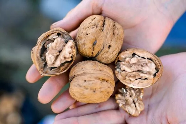 плоды грецкого ореха Астаховский