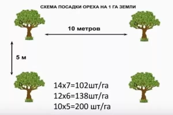 схема посадки грецкого ореха Астаховский