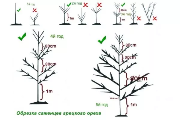 обрезка грецкого ореха Астаховский