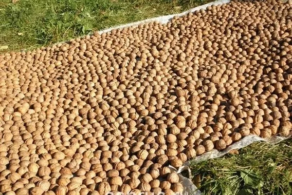 сбор урожая грецкого ореха Астаховский